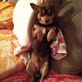 Looking for full time in house pet sitter