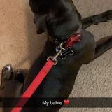 Qualified Petsitter Available Immediately