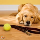 Very reliable pet lovers and dog feeder/Walker