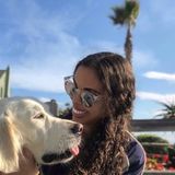 Pet Sitter Available Immediately