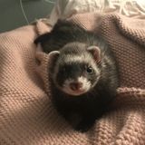 Who wants to take care of my silly little ferret for a weekend?