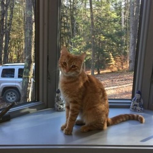 Pet Care Job Erika Skogg's Profile Picture