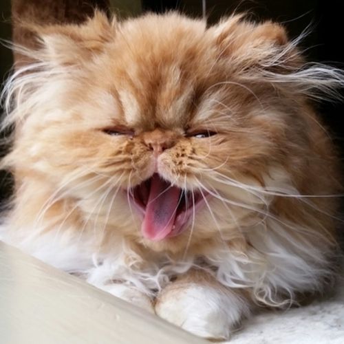 Pet Care Provider Melissa Miller's Profile Picture