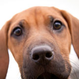 Housekeeper and Helper for Dog Training Business