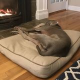 Pet sitter/house sitter