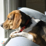 The Next Best Thing Pet Care