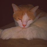 Hi! I'm Maria, I'm 15, and I'm offering to walk your pet, groom them, and pet-sit!