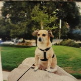 Trustworthy and CPR certify Dog sitter in Encino