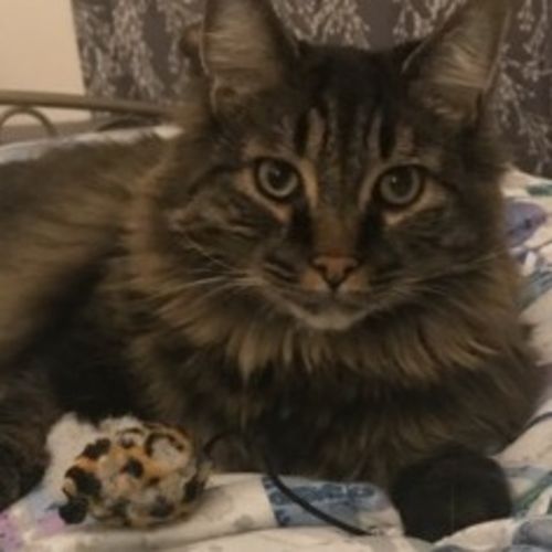 Pet Care Job Alyson N's Profile Picture