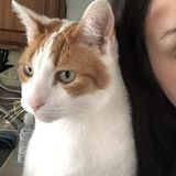 Petsitter in Manheim