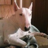 My boy needs to be fed, walked for the time I may be hospitalized. I expect about a week, not sure.