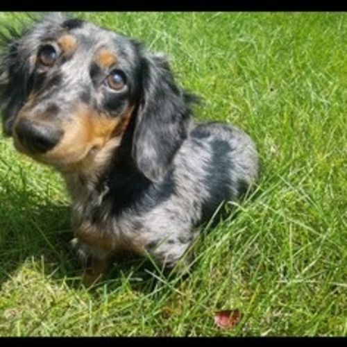 Pet Care Job Stephanie L's Profile Picture