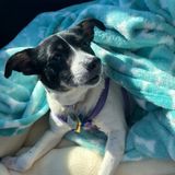 Need Overnight Caregiver for Dog!