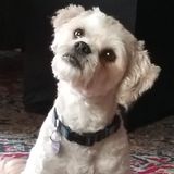 Animal Lover..."Will Happily house sit with your pets"