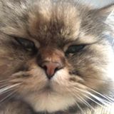 caring and loving 21 year old female with 5 dogs back home in Ireland offering my experience for the summer.