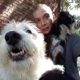 Expert k9 HANDLER, Service k9 access instructor, also, walks, feeding, and more! Contact me with your needs. Saint Augustine