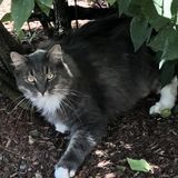 Goshen (Town), New York Home Sitter