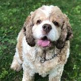 Pet Assurance - Wonderful Pet Sitting Available Now!