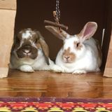 Looking for someone to stop by and feed three, adorable rabbits