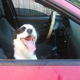 I love all animals.