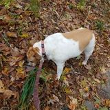 For Hire: Seasoned Pet Sitter in Danvers, Massachusetts