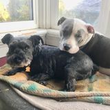 Hoping to Connect with Pet Sitter