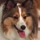 Recently retired teacher looking for pet sitting /dog walking positions.