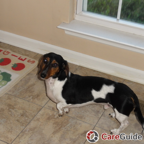 Pet Care Provider Jennifer V's Profile Picture