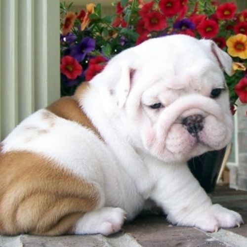 Pet Care Job Pidra D's Profile Picture