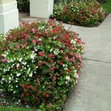 Available: Great Pet Service Provider in Valrico, Florida