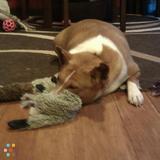 House/Pet sitting