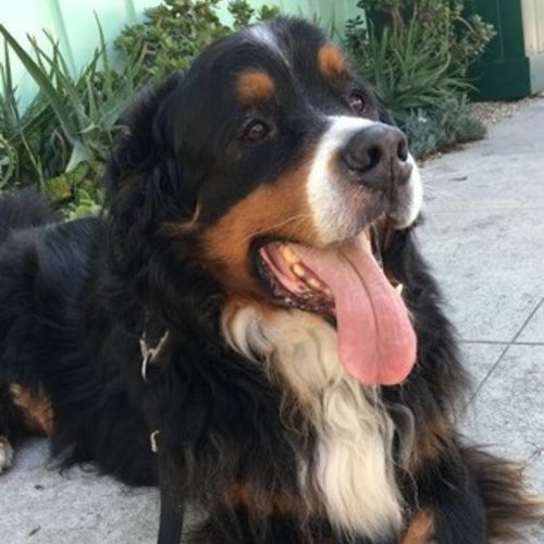 Archived I Have A Great Bernese Mountain Dog Named Hudson And A Calico Cat Named Monkey Both Are Great Pets And Easy To Care For Pet Sitter Job In