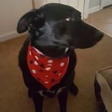 Never Fear! Petcare Is Here!