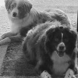 Lincoln, Nebraska Pet Service Provider