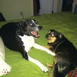 Dog sitter needed