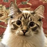 Experienced Pet Sitter in Trumbull, Connecticut