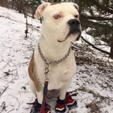 Interested In a Pet Sitting or Dog Walking Job in Kitchener