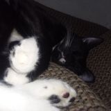 Gadsden Pet Carer Searching for Being Hired in Alabama