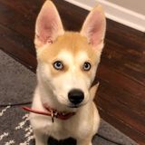 Wanted: Pittsburgh, Pennsylvania Dog Sitter