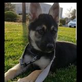 Whittier Pet Walker and pet care Seeking Work