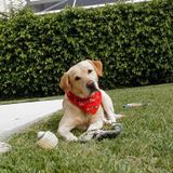 Coral Springs Dog Sitting Professional Seeking Being Hired in Florida