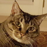 Opportunity: a Great cat Lover in Roseburg
