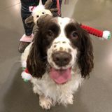 Selah Dog Walker Interviewing For Work