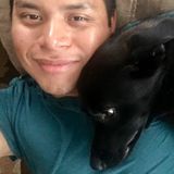 Available For South Saint Paul Pet Sitting Professional Jobs