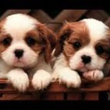 Available: Caring Cat and Dog Sitter in Wallingford, Connecticut