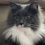 Job Opportunity: Los Angeles, California Pet Sitter