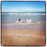 Lakeshore Pet Care - Dog Walking & In-Home Pet Sitting