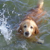 Animal Lover Available For Being Hired in Barrie Ontario