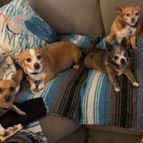 Looking for an experienced pet sitter