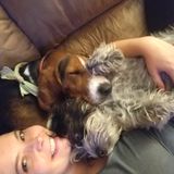 Seeking a Dog Walker Job in Hamilton